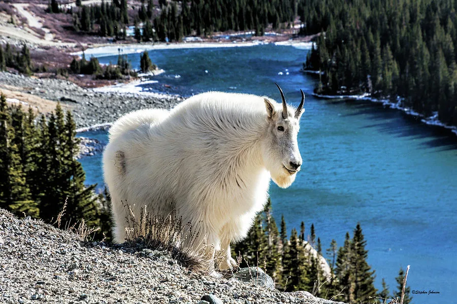Blue lakes reservoir mountain goats